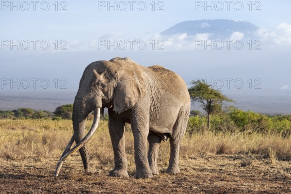 African elephant (Loxodonta africana) in picturesque landscape with the summit of Mount