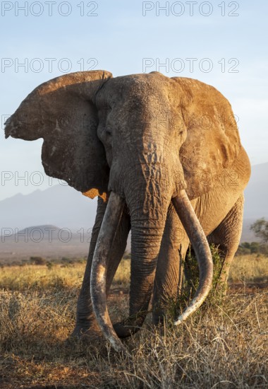 African elephant (Loxodonta africana), the famous Super Tusker elephant Craig, old male with long