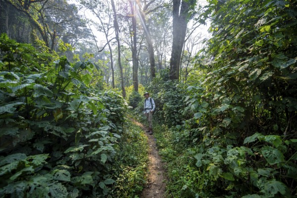 Tourist hiking trail through dense vegetation in tropical mountain rainforest, primeval forest,
