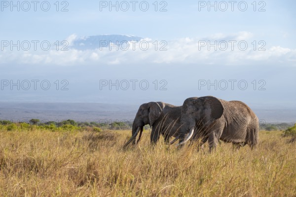 Two African elephants (Loxodonta africana) in a picturesque savanna landscape with the summit of
