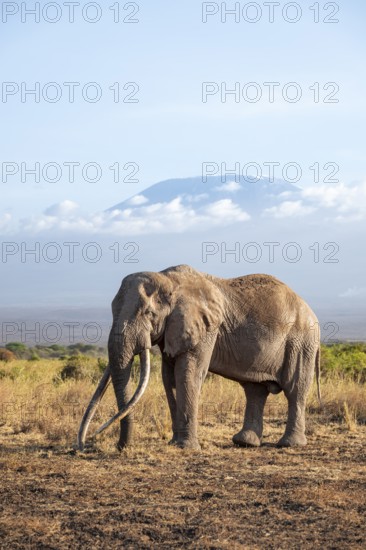 African elephant (Loxodonta africana) in picturesque savanna landscape with the summit of Mount