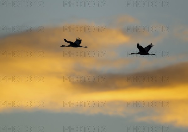 Crane (Grus grus) two cranes flying in the morning light against a blue sky with warm orange