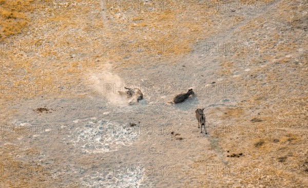 Steppe zebras (Equus quagga) rolling in dust, savanna landscape with yellow grass, aerial view,