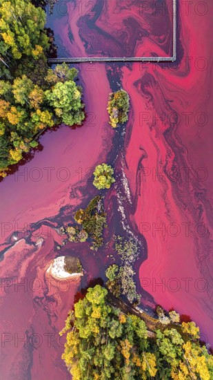 Red algae plant on the lake. abstract ecology nature concept, wild landscape with vibrant red