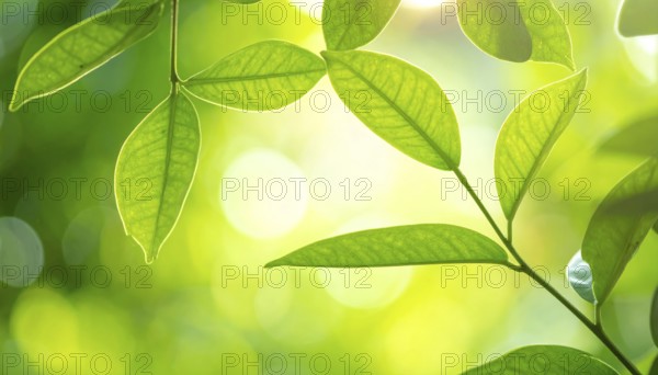 Natural green leaves plants, spring ans summer background cover page, golden soft light, green and