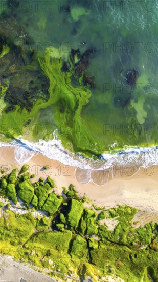Green algae on the sandy shore of an ocean. Fascinating phenomenon of wild coastline with green