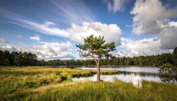 Single and lonely tree near to a lake, meadow and lot of wild grass around, hilly wilderness
