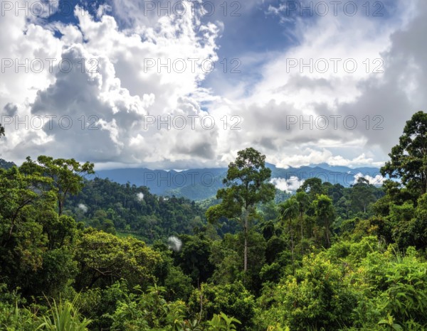 Banner background of tropical forest landscape scene, green wild jungle, cloudy sky at morning,