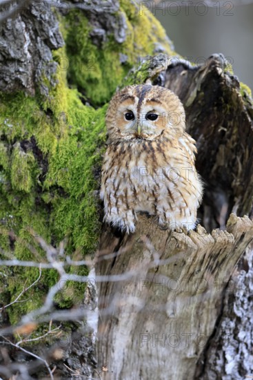 Tawny owl (Strix aluco), adult, perch, on tree, in winter, alert, Bohemian Forest, Czech Republic,