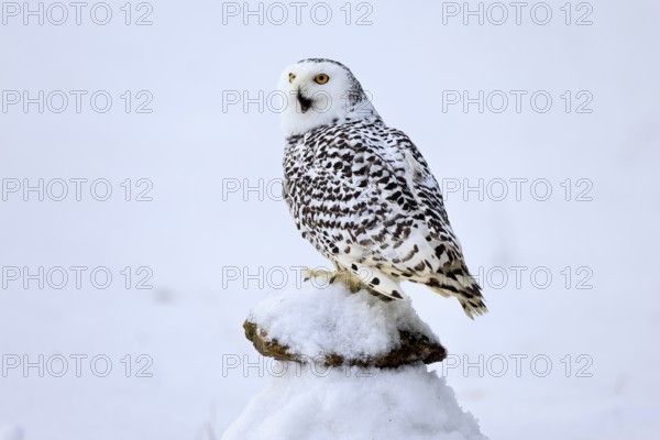 Snowy owl (Nyctea scandiaca), snowy owl, adult, alert, in snow, perch, in winter, Bohemian Forest,