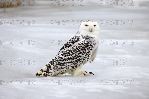 Snowy owl (Nyctea scandiaca), snowy owl, adult, alert, in snow, foraging, in winter, Bohemian