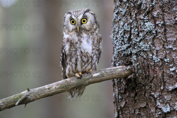 Roughfoot owl (Aegolius funereus), groufoot owl, adult, on tree, alert, in winter, Bohemian Forest,