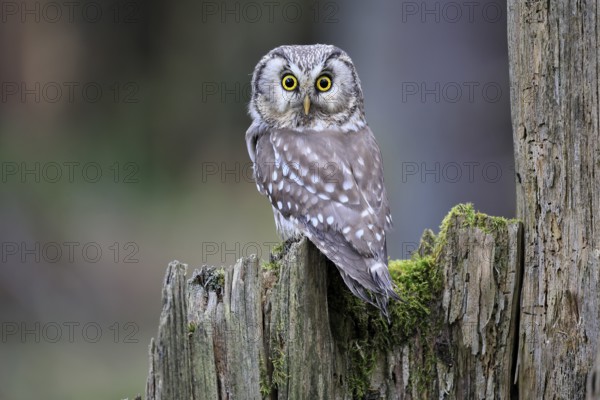 Roughfoot owl (Aegolius funereus), groufoot owl, adult, perch, tree trunk, alert, in winter,