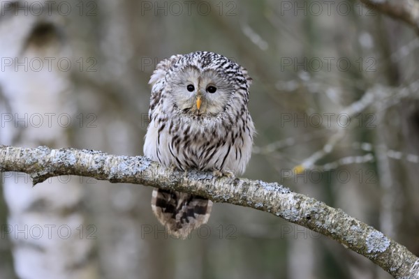 Hawk owl (Strix uralensis), adult, in winter, on branch, alert, Bohemian Forest, Czech Republic,