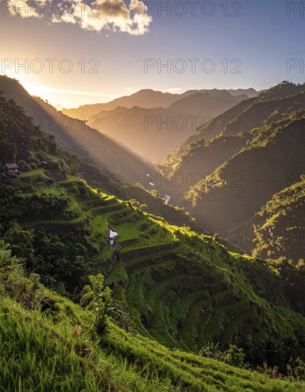 Early morning light bathes Philippines rice terraces cascading down mountain slopes, beautiful