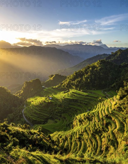 Early morning light bathes Philippines rice terraces cascading down mountain slopes, beautiful