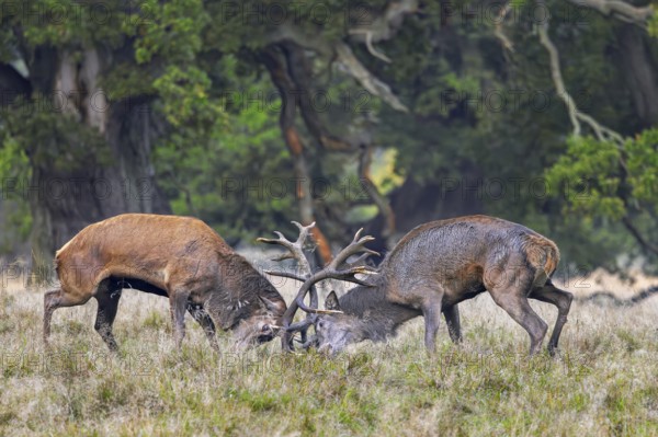Two rutting red deer (Cervus elaphus) stags fighting by locking antlers during fierce mating battle