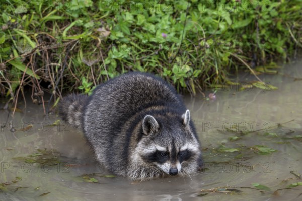 Common raccoon, North American racoon (Procyon lotor) washing food in water of pond, invasive