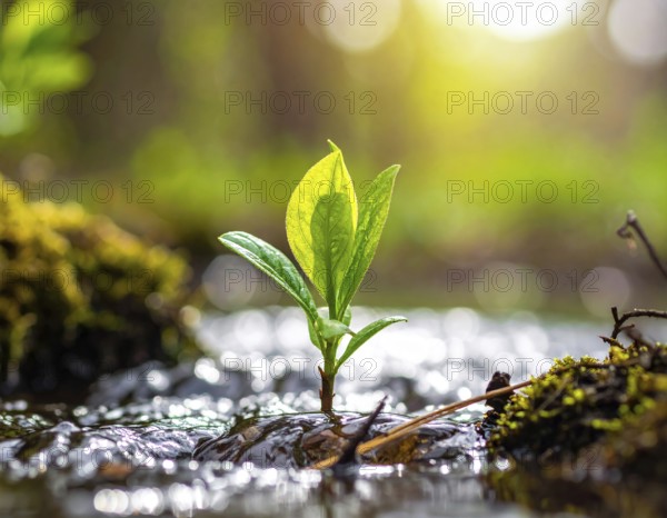Beautiful spring detailed stream of fresh water, vibrant blooming young green plants, wallpaper