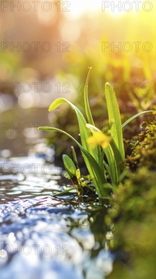 Beautiful spring detailed stream of fresh water, vibrant blooming young green plants, wallpaper