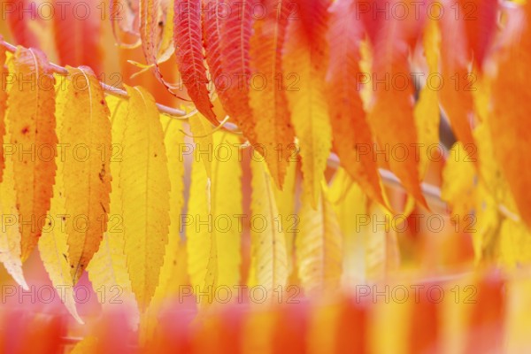 Vinegar tree (Rhus typhina) in autumn colors, autumn, Krauchenwies, Upper Danube nature park Park,