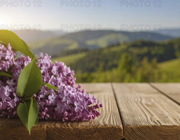 Beautiful Spring Lilacs Bloom Over Wooden Table with Rolling Hills in Background, sunrise at