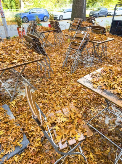 Autumn in town, car parked under deciduous tree, swamp oak, ground and vehicle covered with fallen