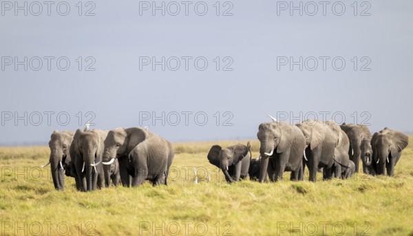 African elephant (Loxodonta africana) large herd with young animals and herons (Bubulcus ibis), in