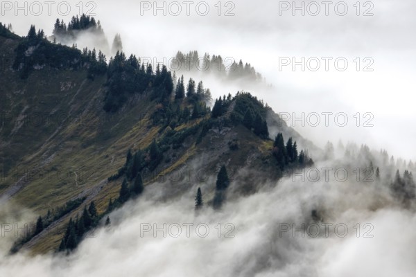 Ridge with conifers sticking out of fog, Allgäu Alps, near Oberstdorf, Oberallgäu, Allgäu, Bavaria,