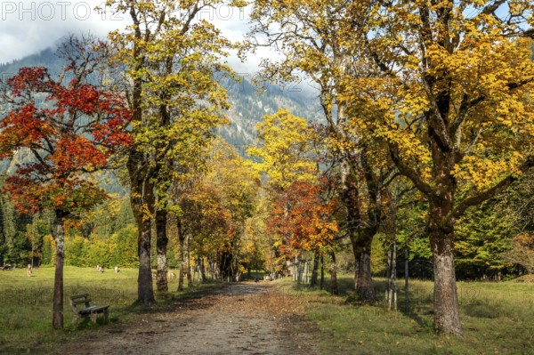 Autumn atmosphere, avenue with autumn-colored sycamore trees, Stillach Valley, near Heini-Klopfer