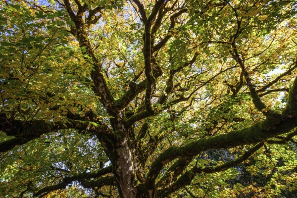 Sycamore tree in autumn colors, Hochleite, near Schwand, Oberstdorf, Oberallgäu, Allgäu, Bavaria,