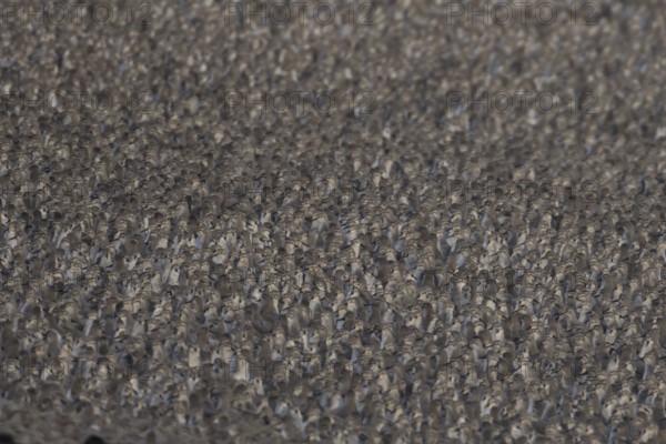 Red Knot (Calidris canutus) adult wading birds at high tide on a coastal shingle ridge, RSPB