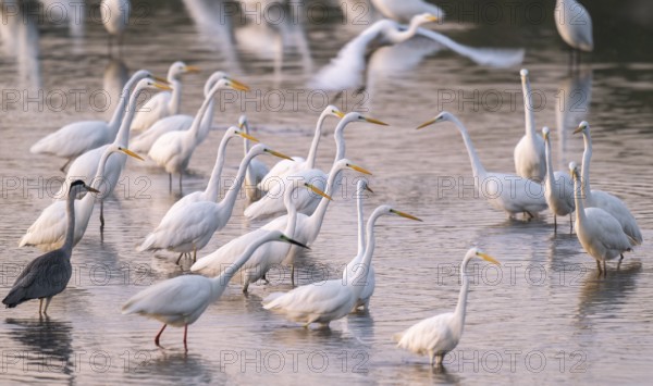 Great egret (Ardea alba), many herons and a gray heron (Ardea cinerea) stand in the shallow water