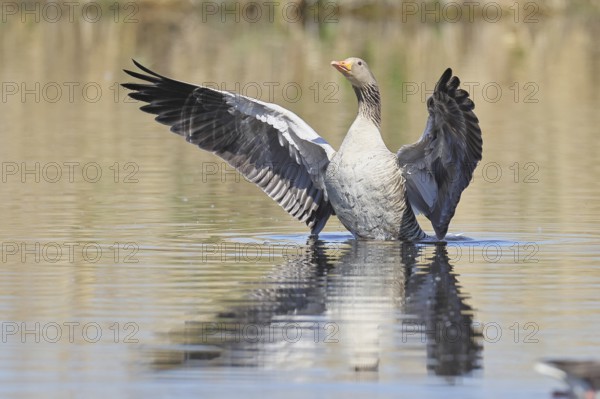 Greylag goose (Anser anser), flapping its wings on a pond, Wagbachniederung nature reserve,