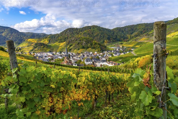 Vineyards in autumn in the central Ahr valley, near Mayschoß, Rhineland-Palatinate