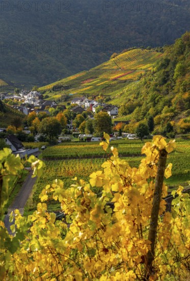 Vineyards in autumn in the central Ahr valley, near Mayschoß, Rhineland-Palatinate