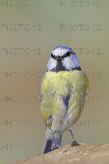 Blue tit (Parus caeruleus), sitting on a stone on the forest floor, Wilnsdorf, North