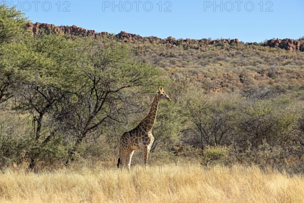 Angola giraffe (Giraffa camelopardalis angolensis) at the foot of the Waterberg, Otjozondjupa
