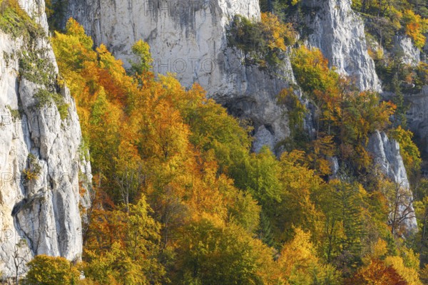 Rock face with mixed forest in autumn colours, limestone rock, autumn, Schaufelsen Donautal,