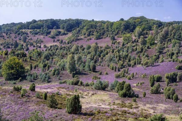 Purple flowering heath, broom heather and juniper bushes, in Totengrund, Wilsede, Lüneburg Heath