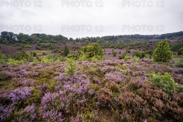Purple flowering heath, broom heather and juniper bushes, Lüneburg Heath nature reserve, Lower