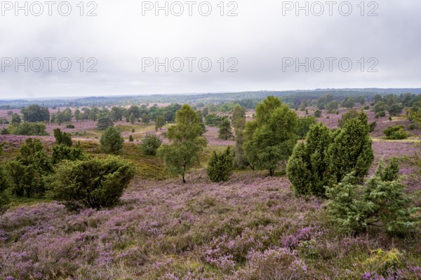 Purple flowering heath, broom heather and juniper bushes, Wilseder Berg, Lüneburg Heath nature