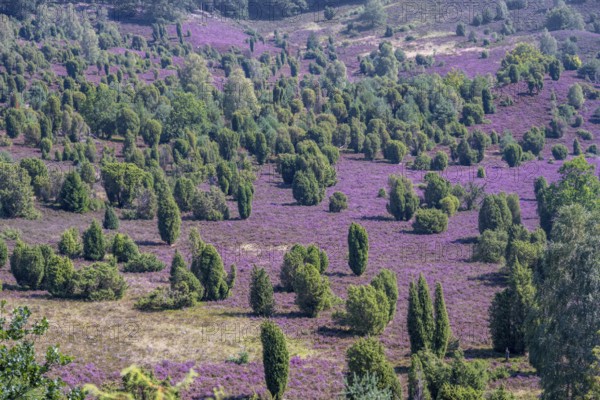 Purple flowering heath, broom heather and juniper bushes, in Totengrund, Wilsede Lüneburg Heath