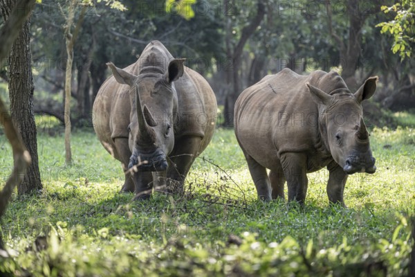 Two animals, Southern white rhinoceros (Ceratotherium simum simum), Ziwa Rhino Sanctuary, Uganda