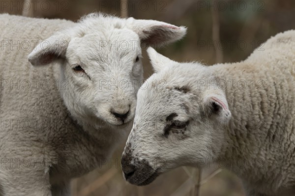 Domestic sheep (Ovis aries) two juvenile baby lambs farm animals greeting each other in spring,