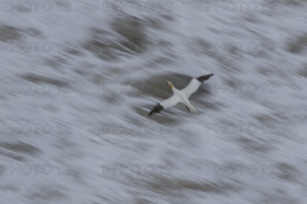 Northern gannet (Morus bassanus) adult sea bird flying - slow motion blur image, England, United