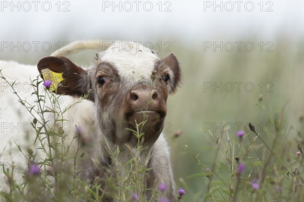 Cattle or Cow (Bos taurus) adult farm animal amongst summer wild flowers in a grass field, England,