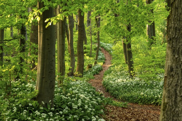 Winding forest path through an idyllic, light-flooded beech forest with wild garlic in bloom in