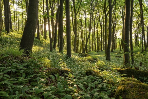 The light of the sun shines in an idyllic beech forest in spring with lush green wild garlic on the