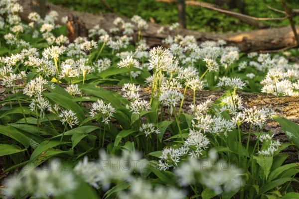 Close-up of white flowering wild garlic with green leaves, Saubrink-Oberberg natural forest, Ith,